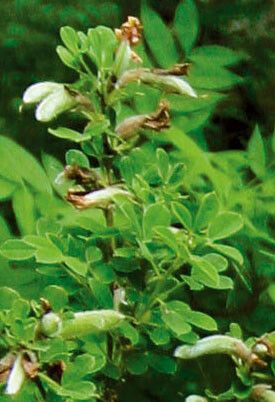 Cytisus hirsutus fruit