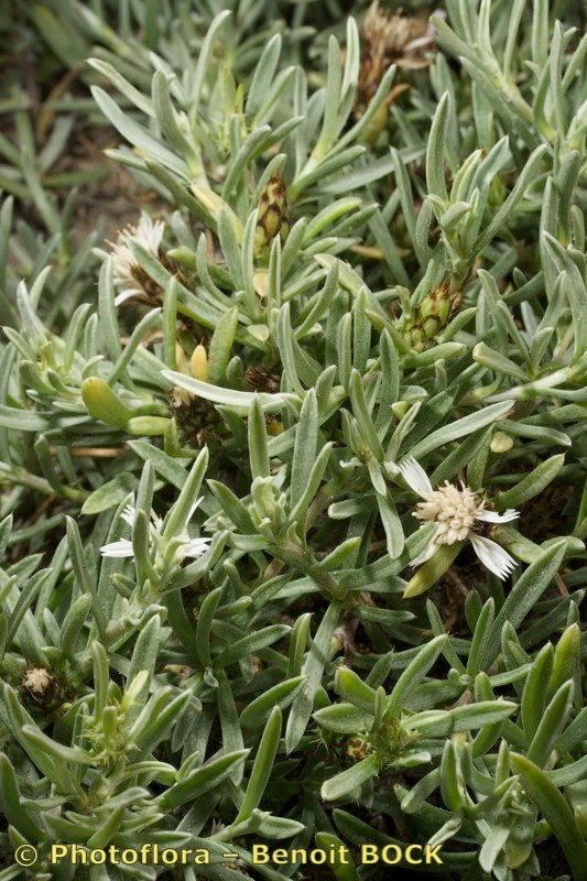 Atractylis arbuscula habit