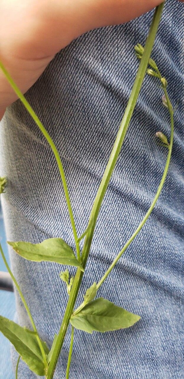 Lobelia spicata bark