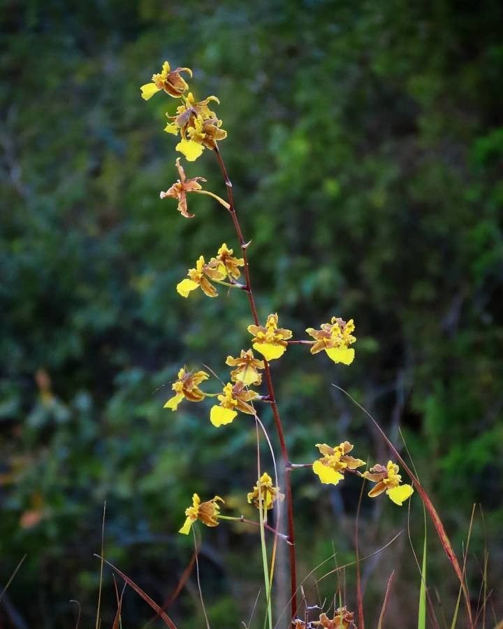 Oncidium ensatum — search result for 'Bahamas'