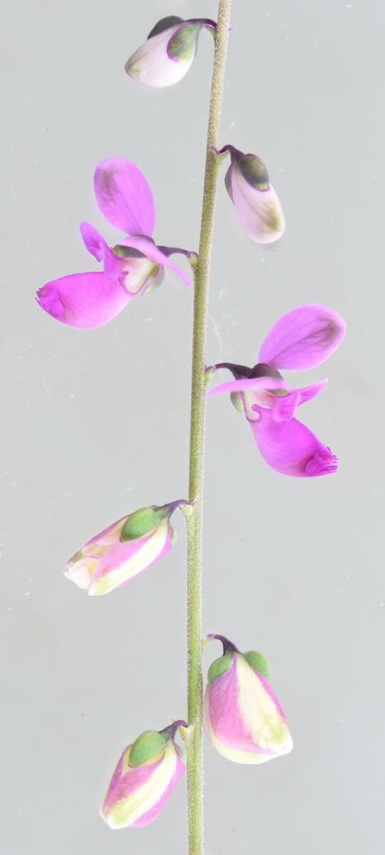 Polygala multiflora — houseplant care guide