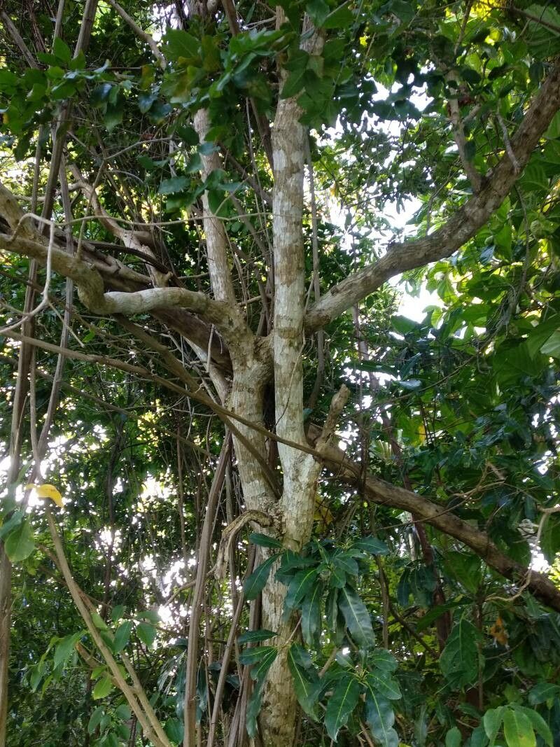 Krugiodendron ferreum bark
