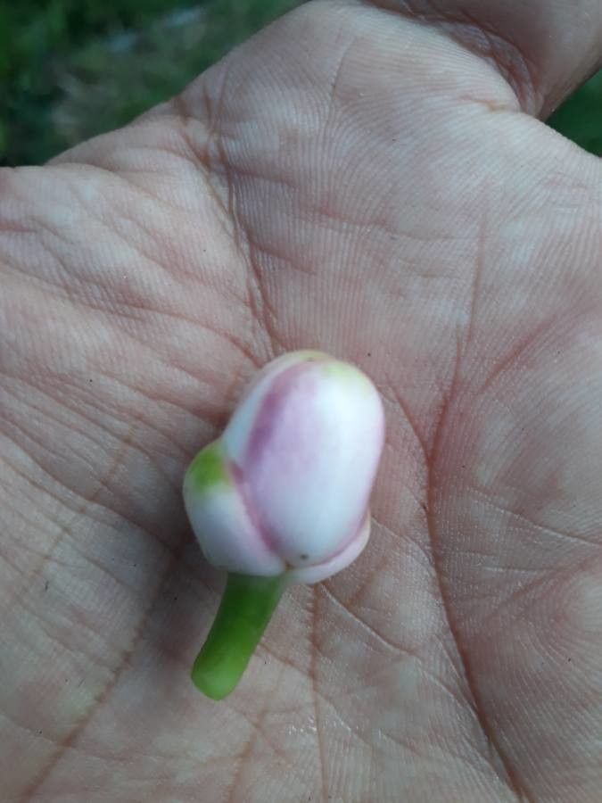 Clusia orthoneura flower