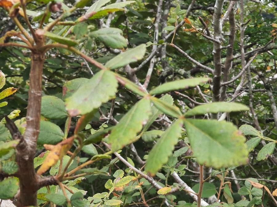 Bursera tomentosa leaf