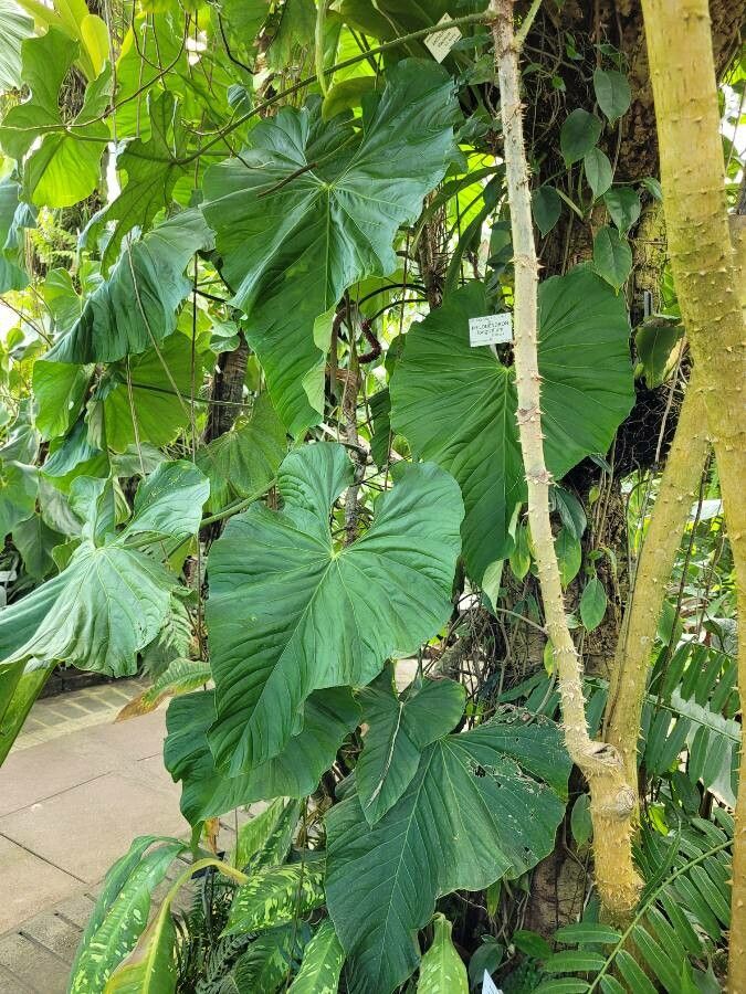 Philodendron longistilum habit