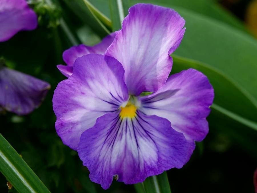 Viola calcarata flower