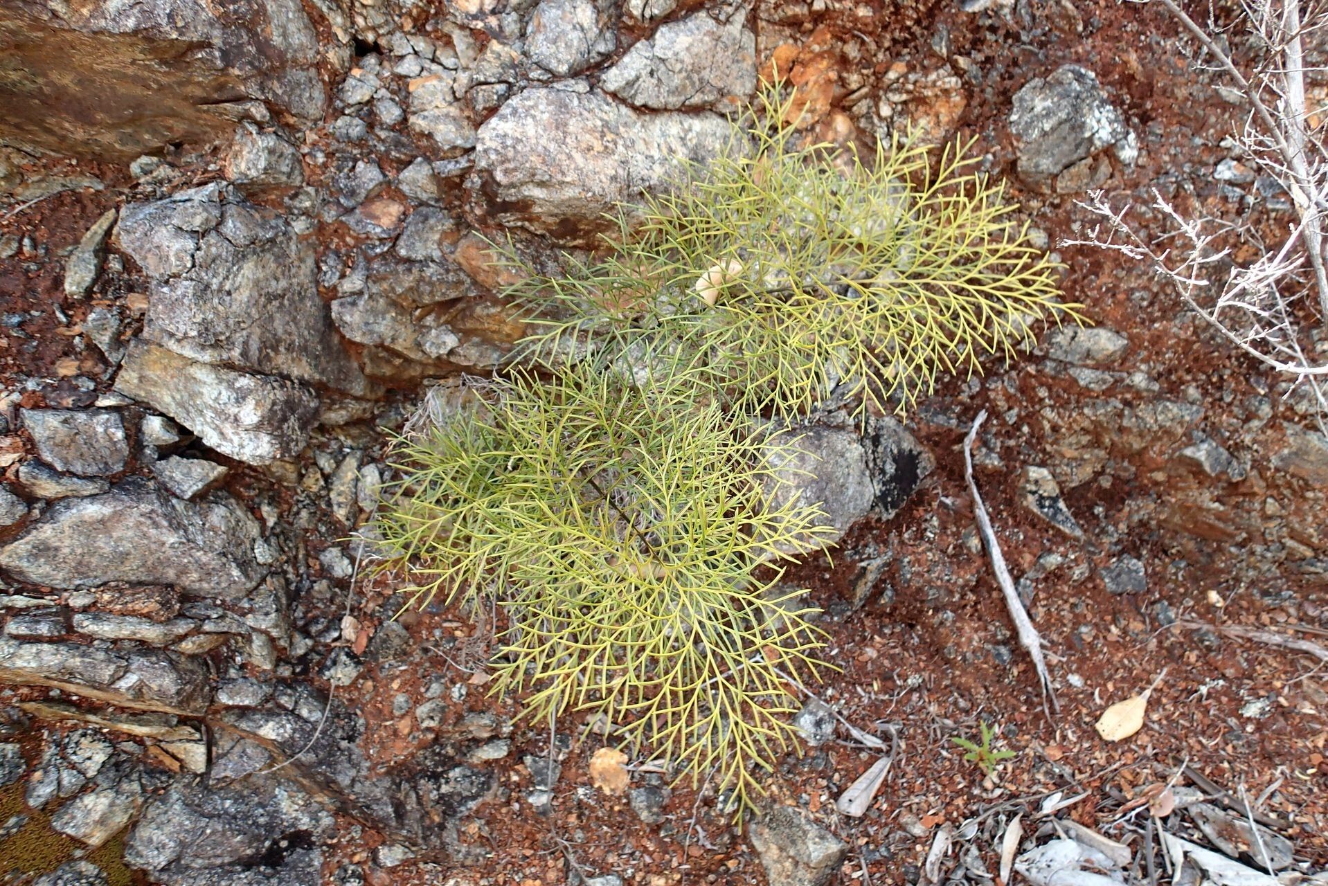 Asplenium novae-caledoniae habit