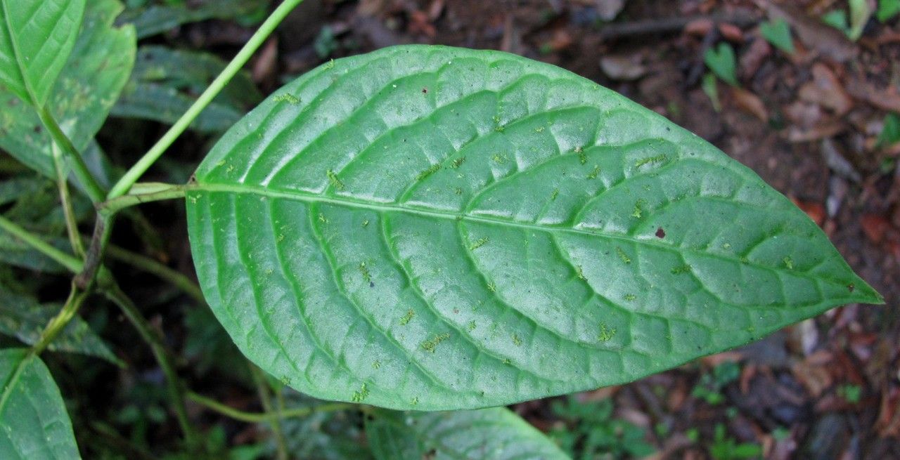 Piper simulans leaf