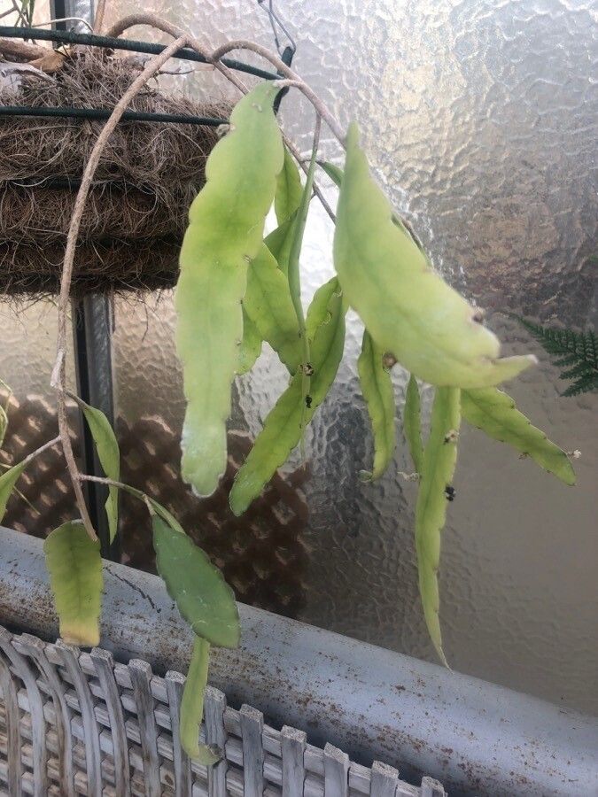 Pseudorhipsalis ramulosa — search result for 'Jamaica'