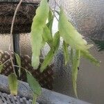 Pseudorhipsalis ramulosa