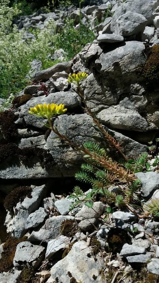 Sedum montanum habit