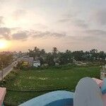 Hymenocallis coronaria