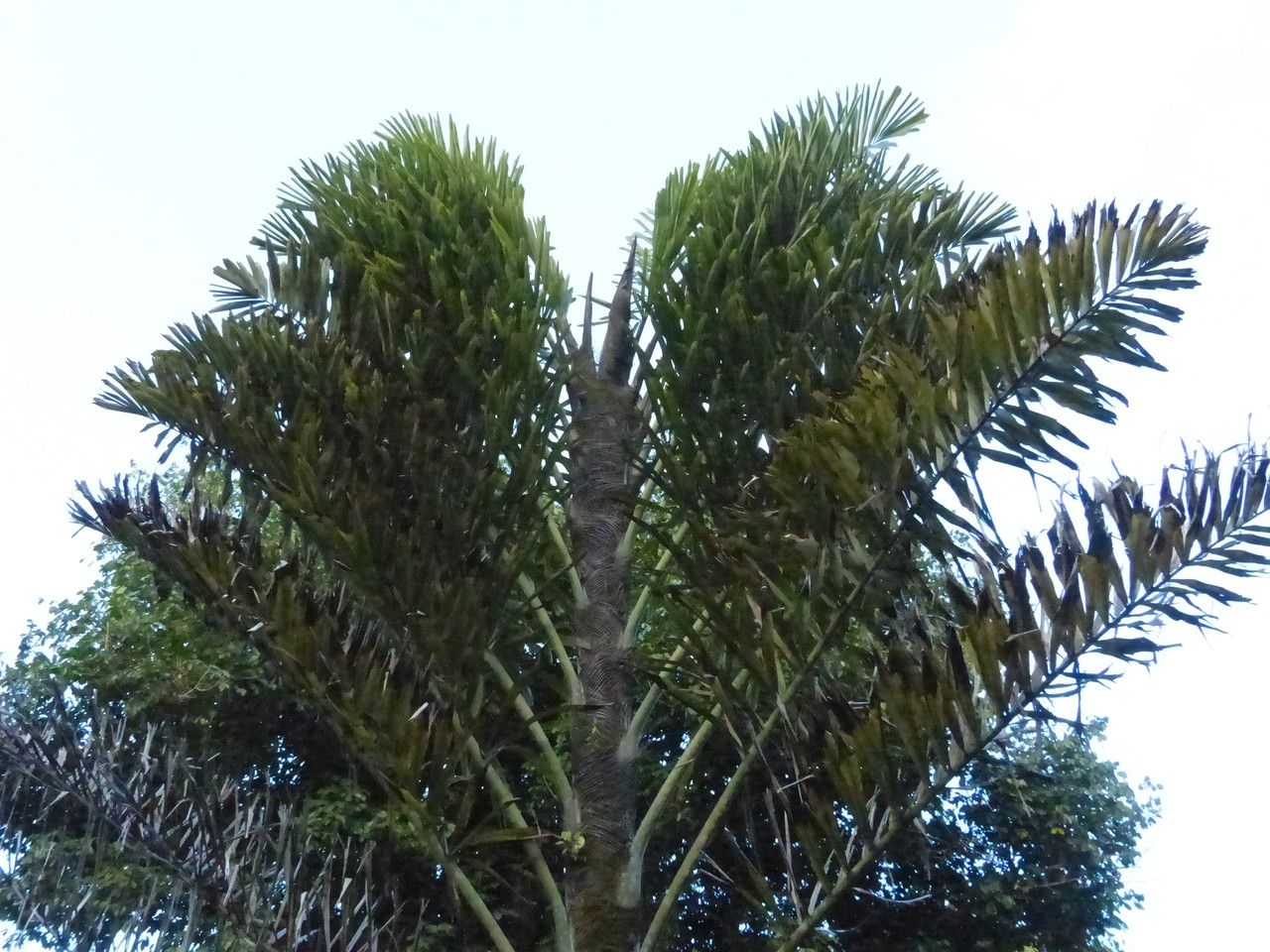 Wallichia disticha habit