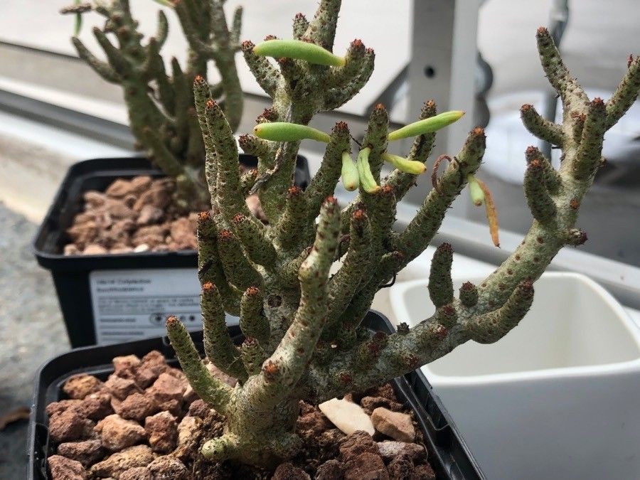 Cotyledon woodii — houseplant care guide