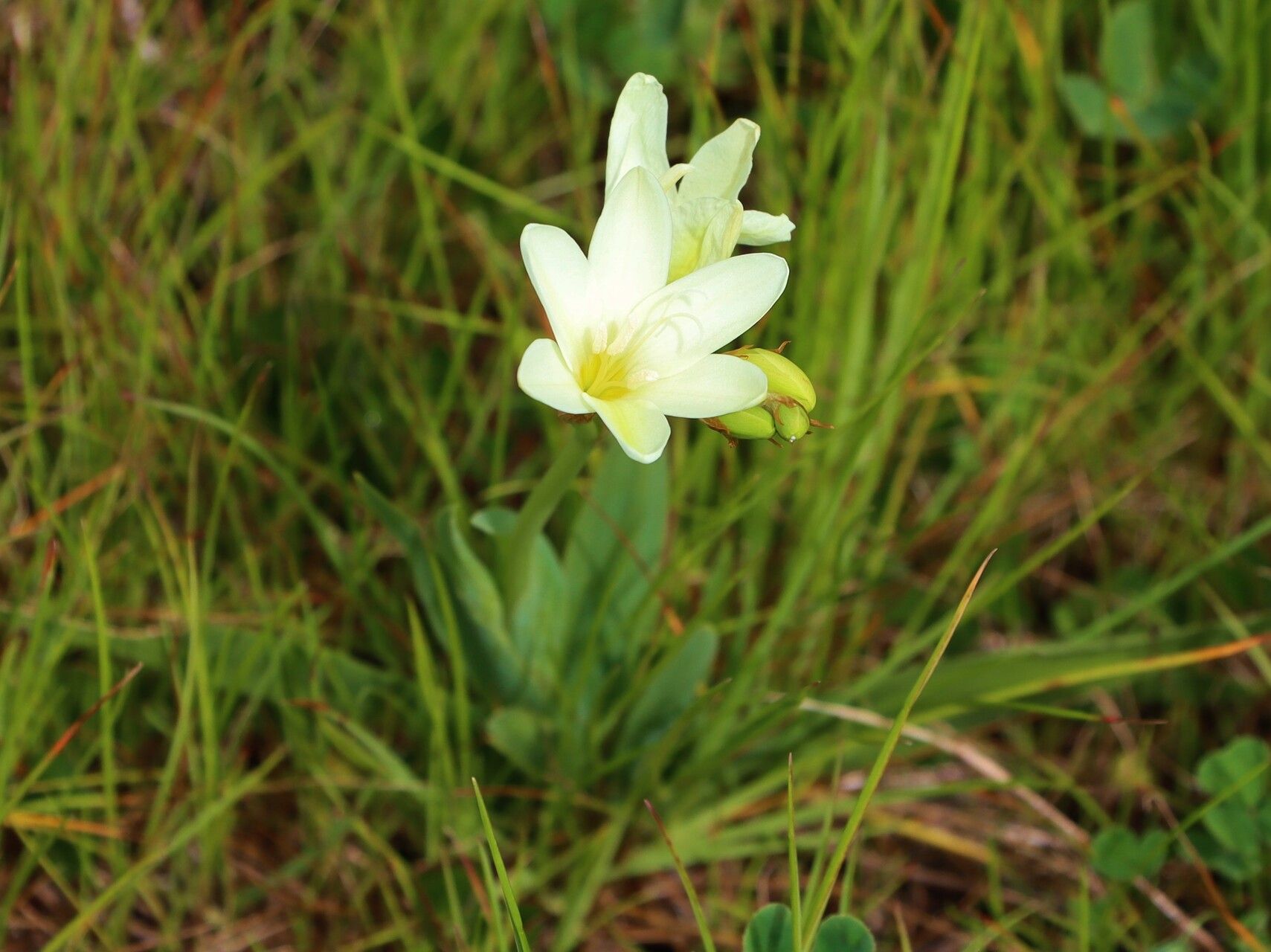 Sparaxis bulbifera — search result for 'Azores'