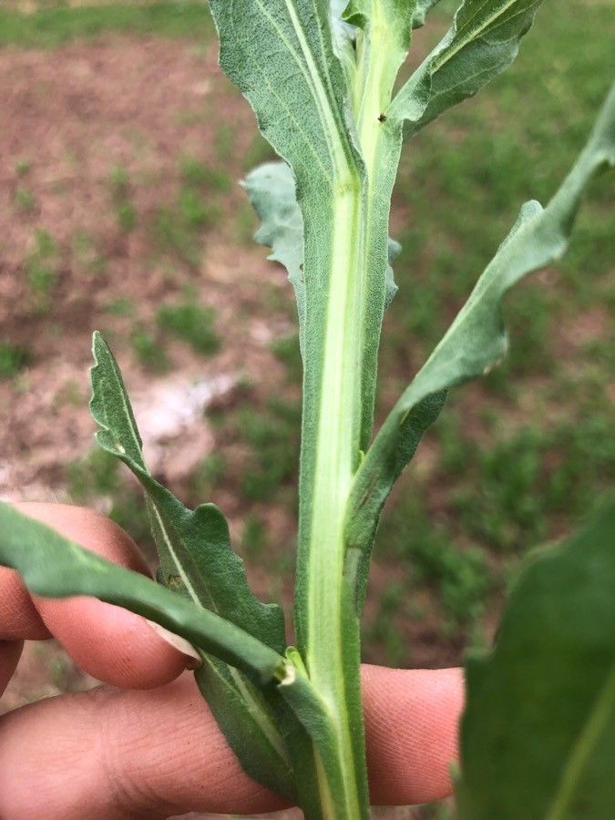 Helenium microcephalum other