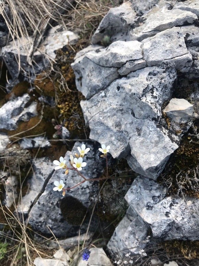 Saxifraga losae flower