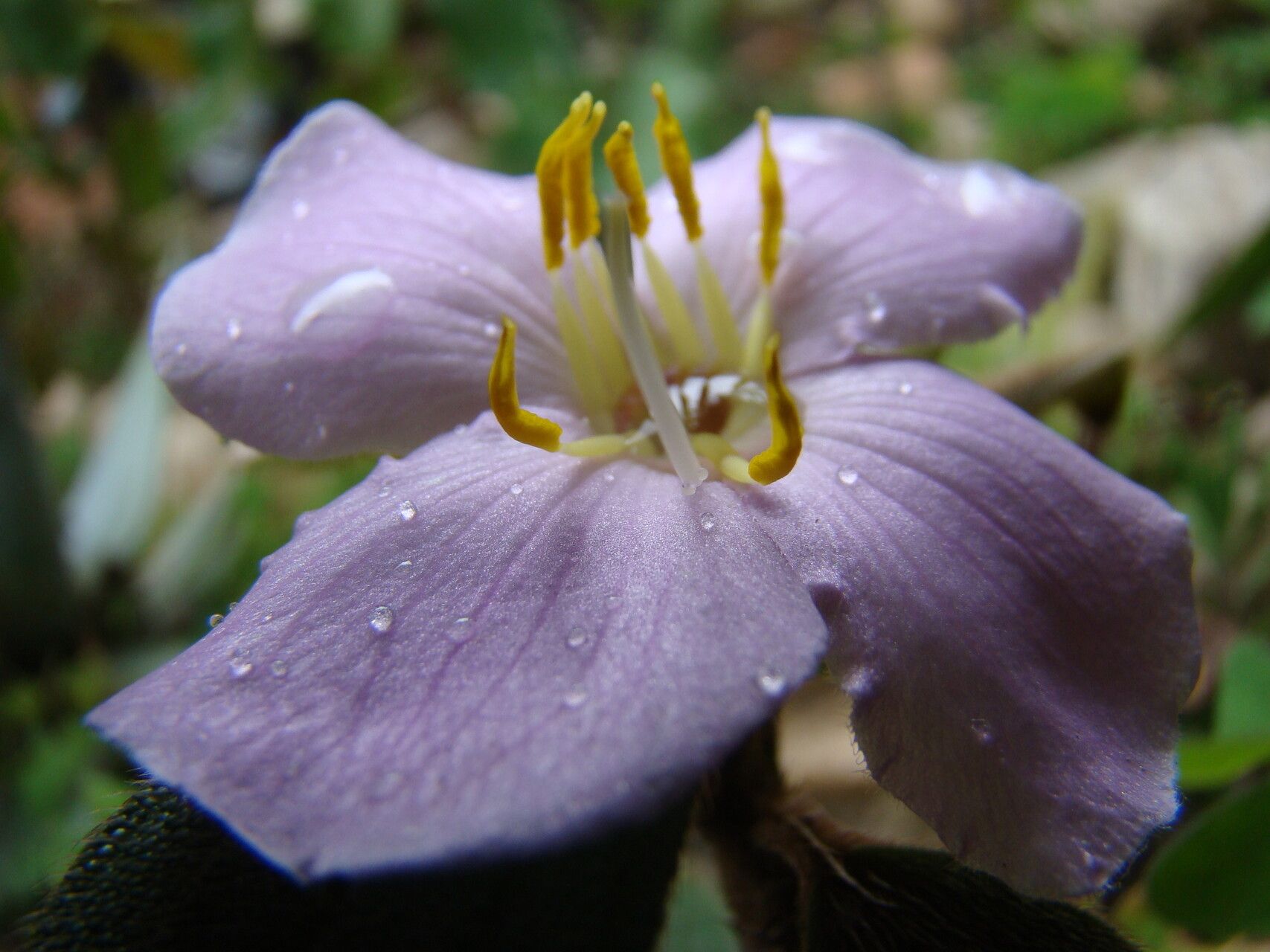 Rousseauxia aurata — related species from the same genus