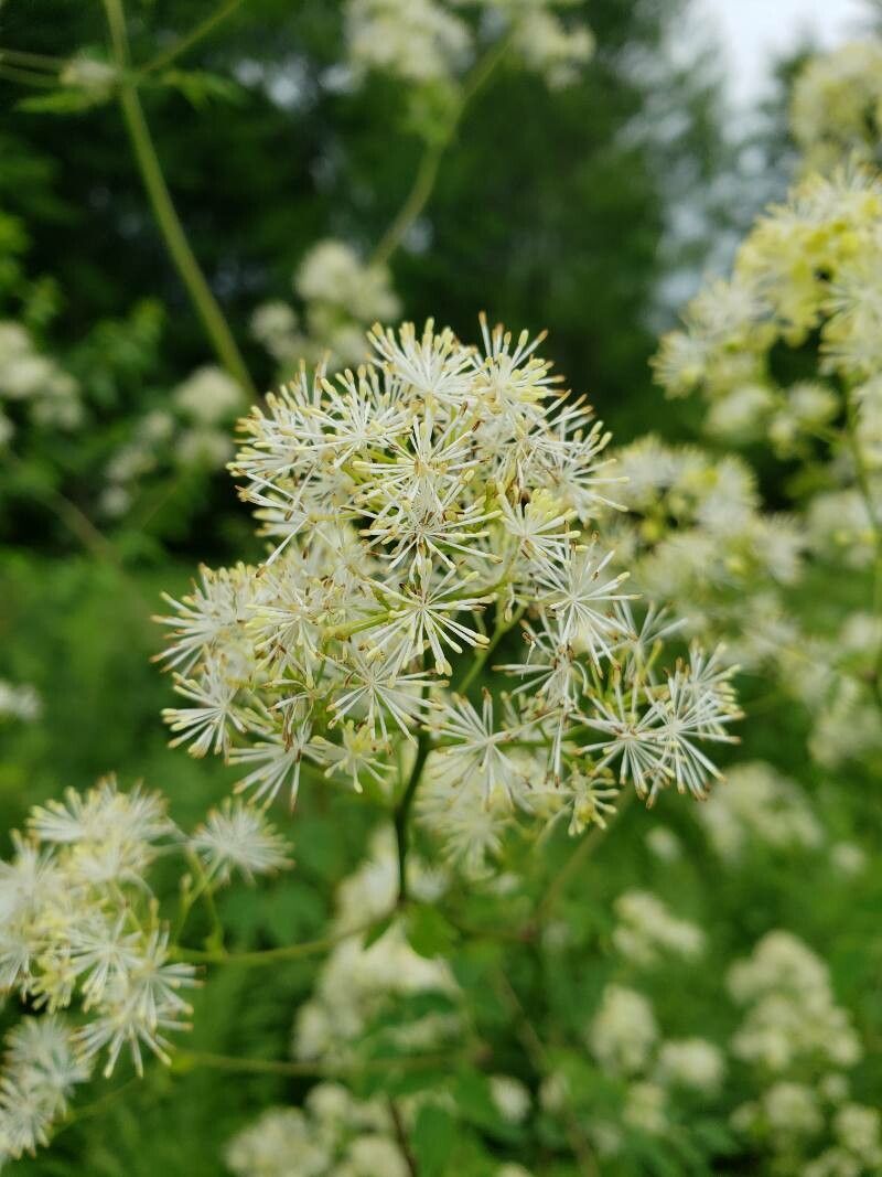 Thalictrum pubescens flower