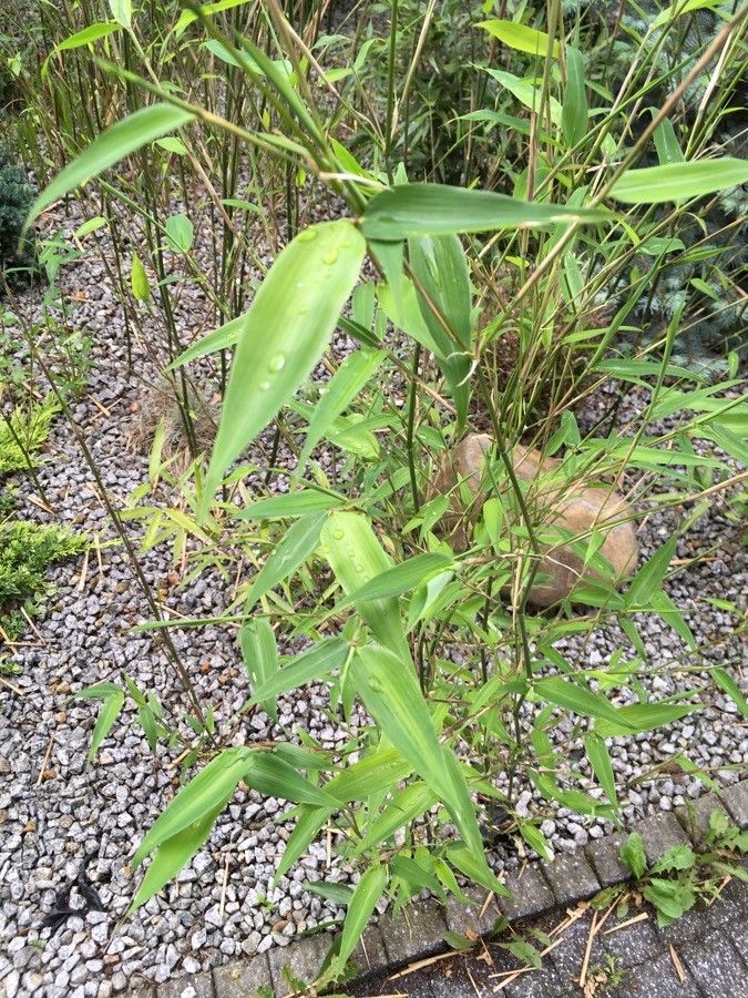 Phyllostachys bissetii leaf