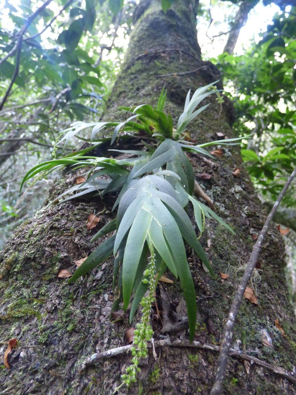 Oberonia disticha leaf