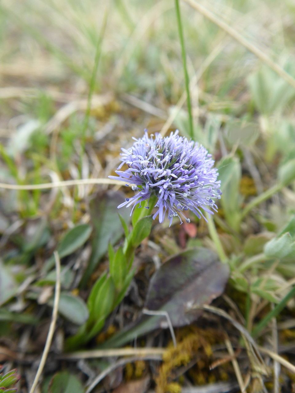 Globularia punctata habit