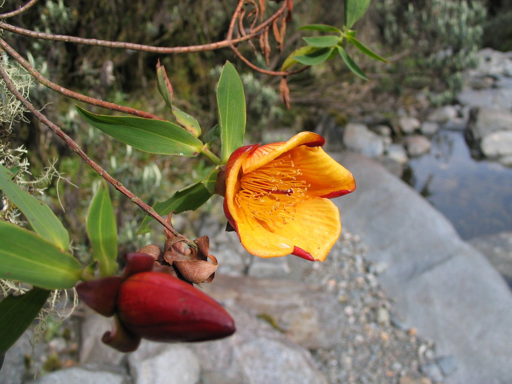 Hypericum bequaertii — houseplant care guide