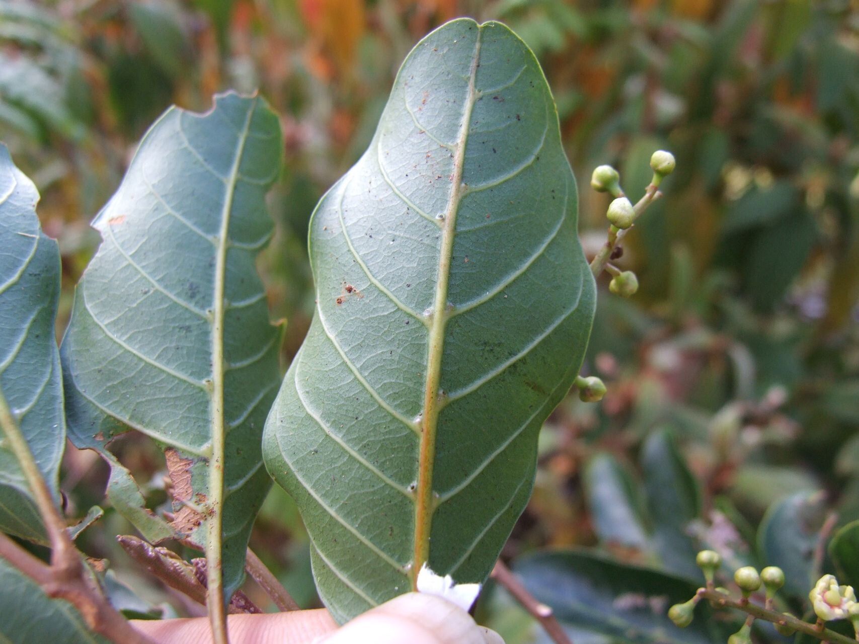 Cupaniopsis phalacrocarpa leaf