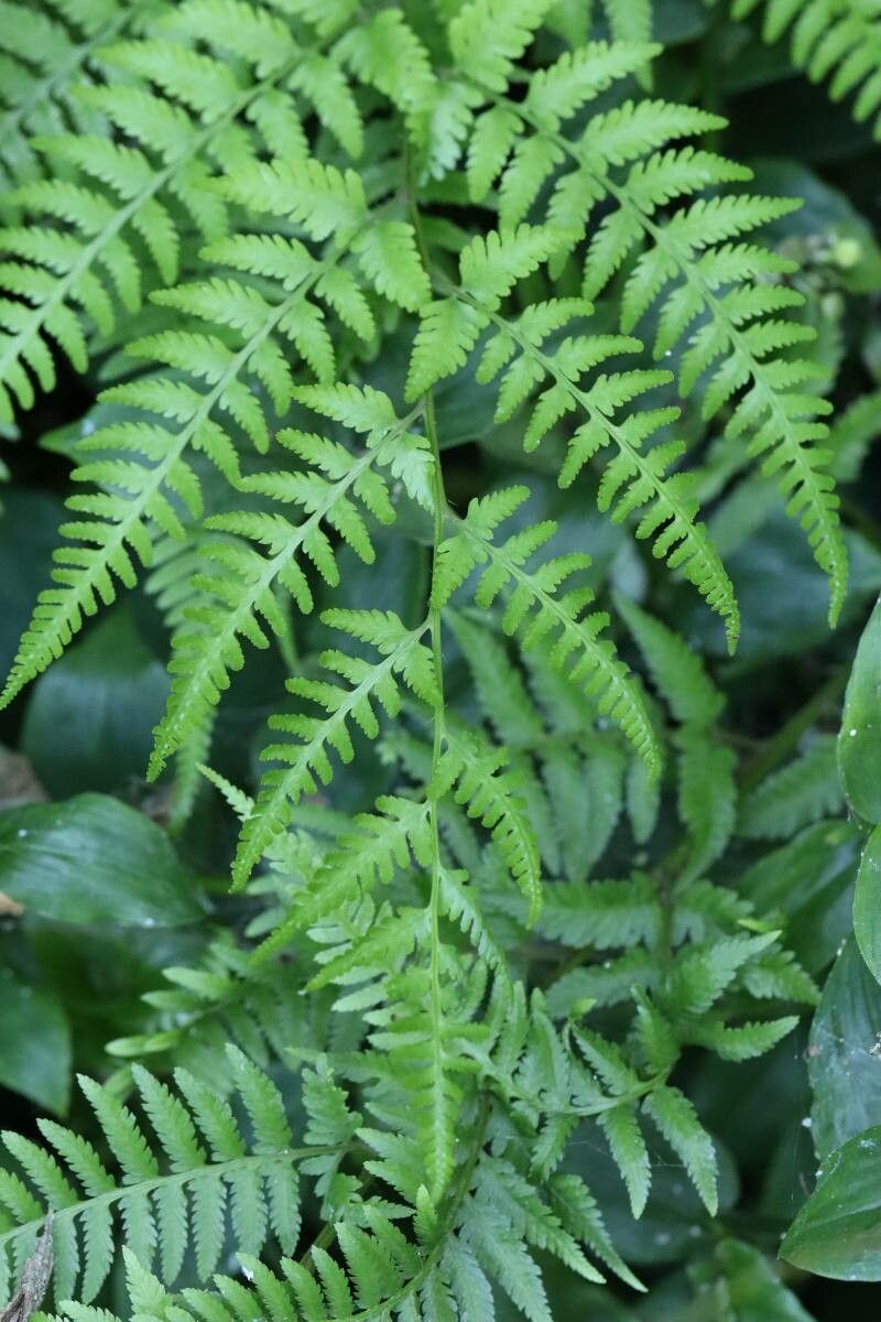 Macrothelypteris viridifrons — related species from the same genus