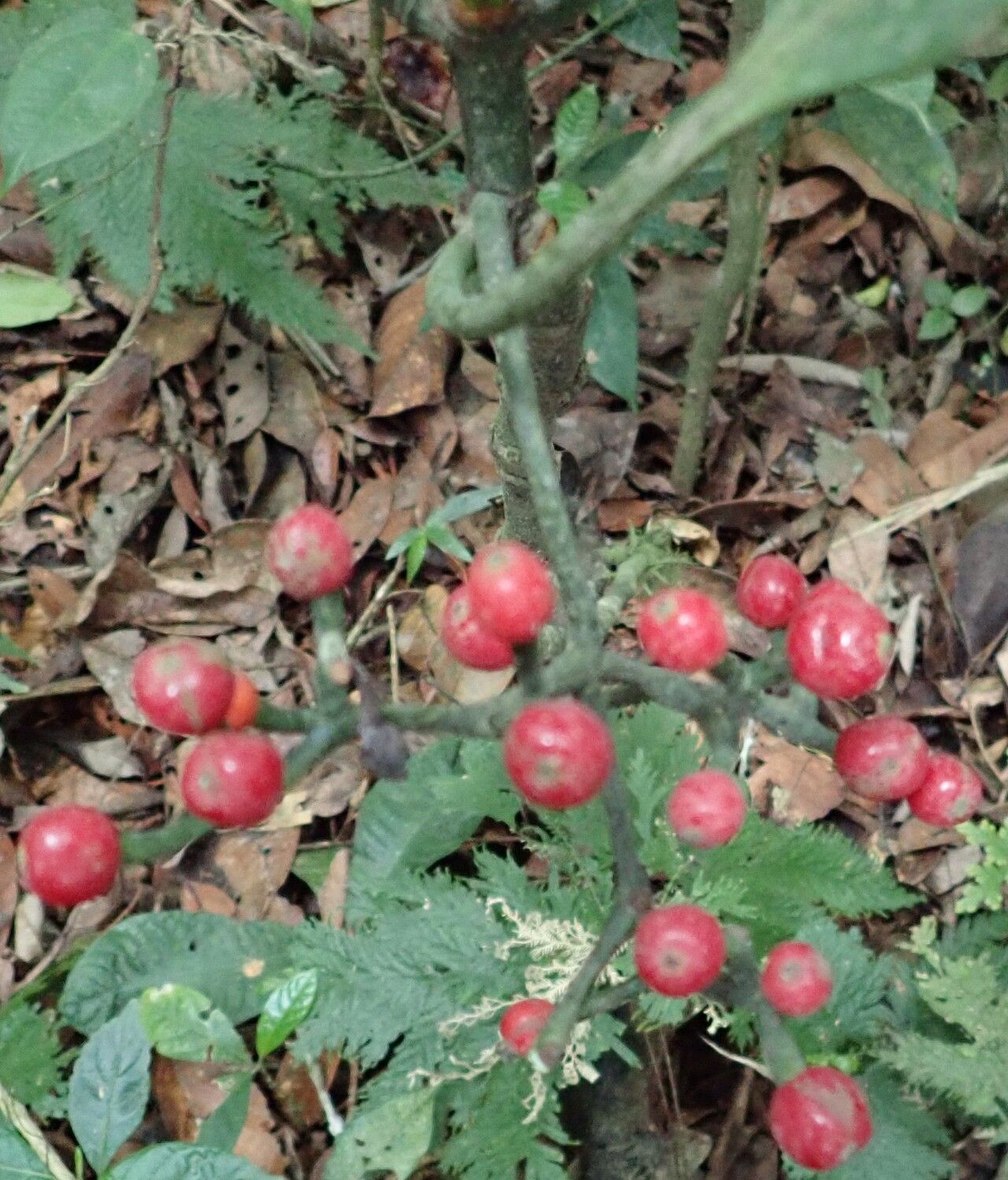 Psychotria nubisylvae fruit