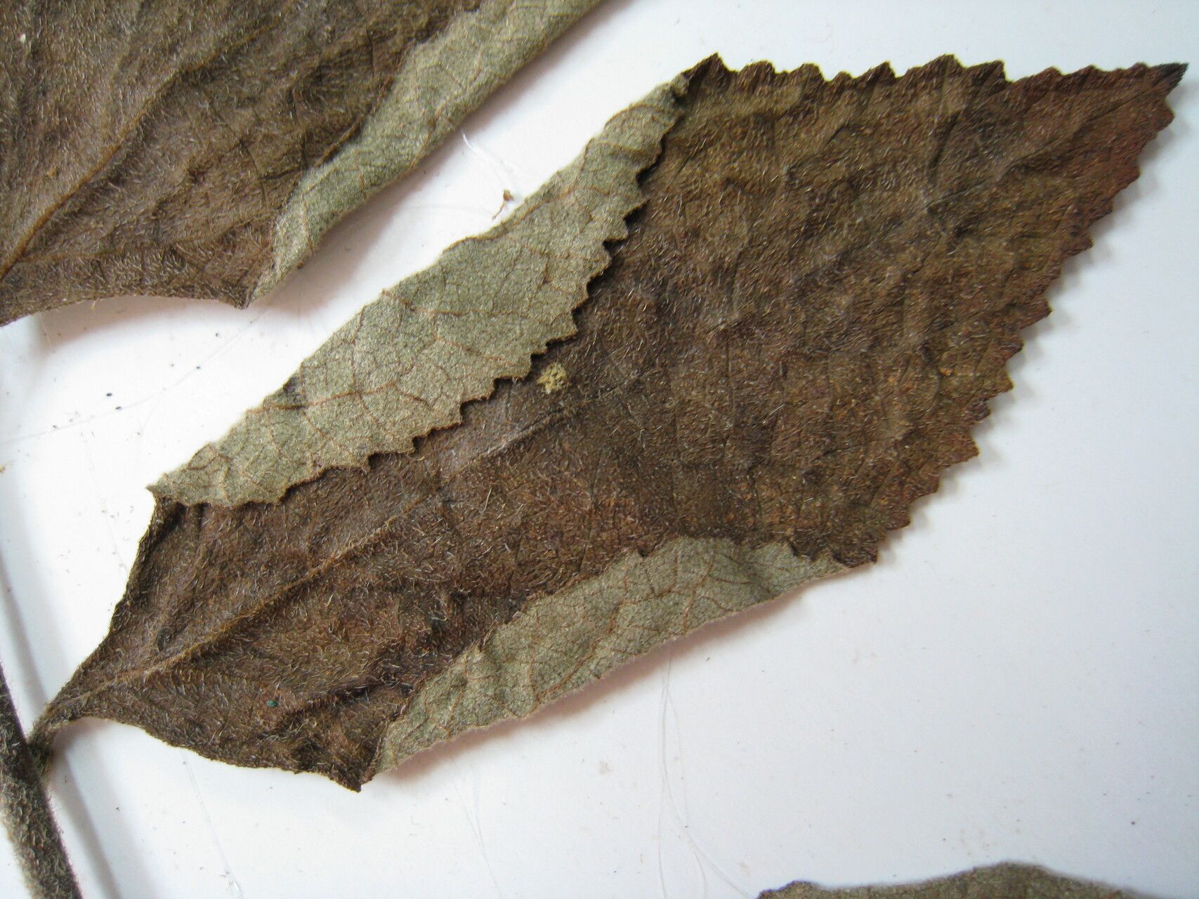 Cordia tomentosa — houseplant care guide