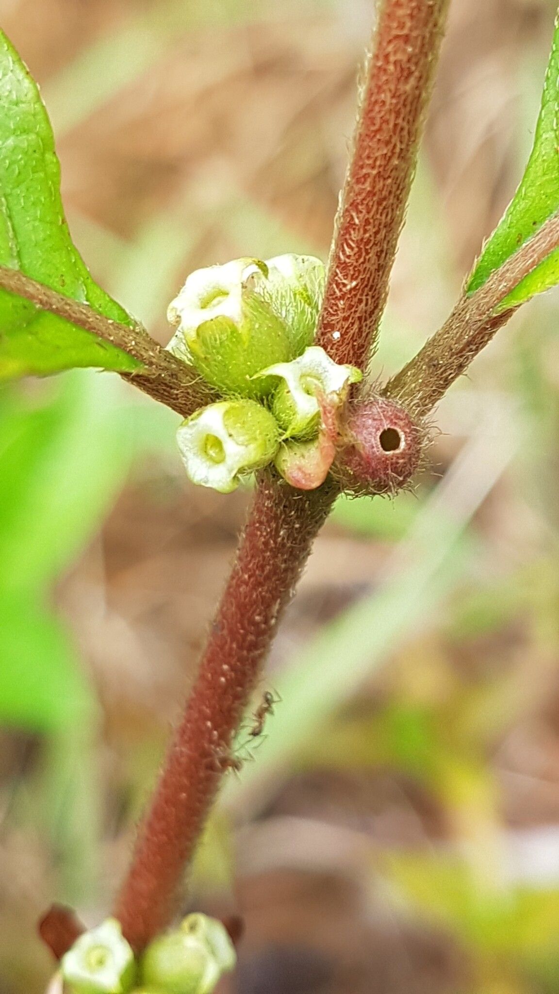 Sabicea aspera fruit