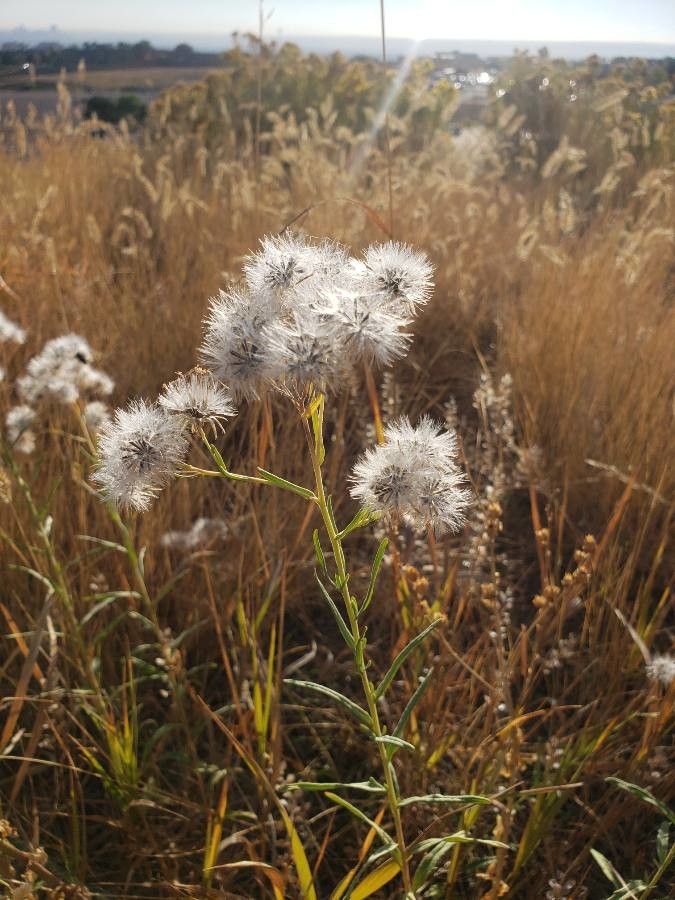 Brickellia eupatorioides — search result for 'and Chihuahua'