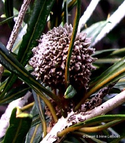 Pittosporum baudouinii — search result for 'Pittosporum'