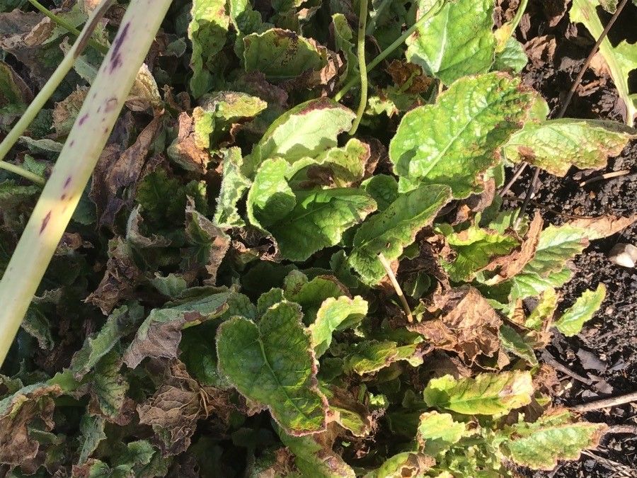 Francoa sonchifolia — search result for 'Francoaceae'