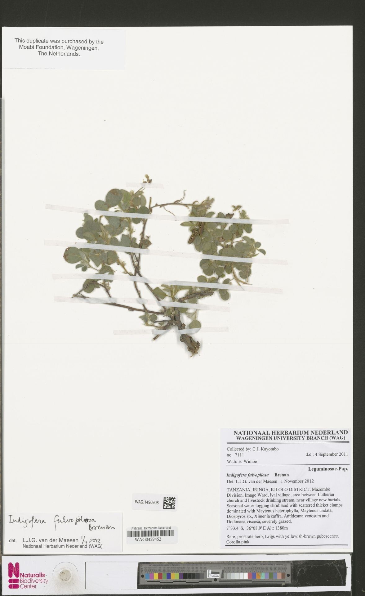 Indigofera fulvopilosa — search result for 'Indigofera'