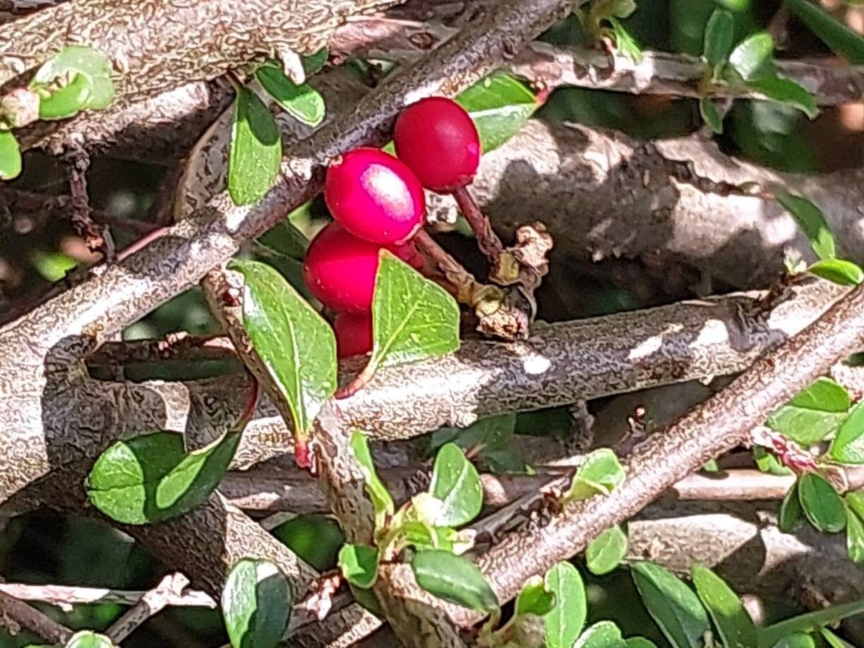 Cotoneaster nitidus fruit