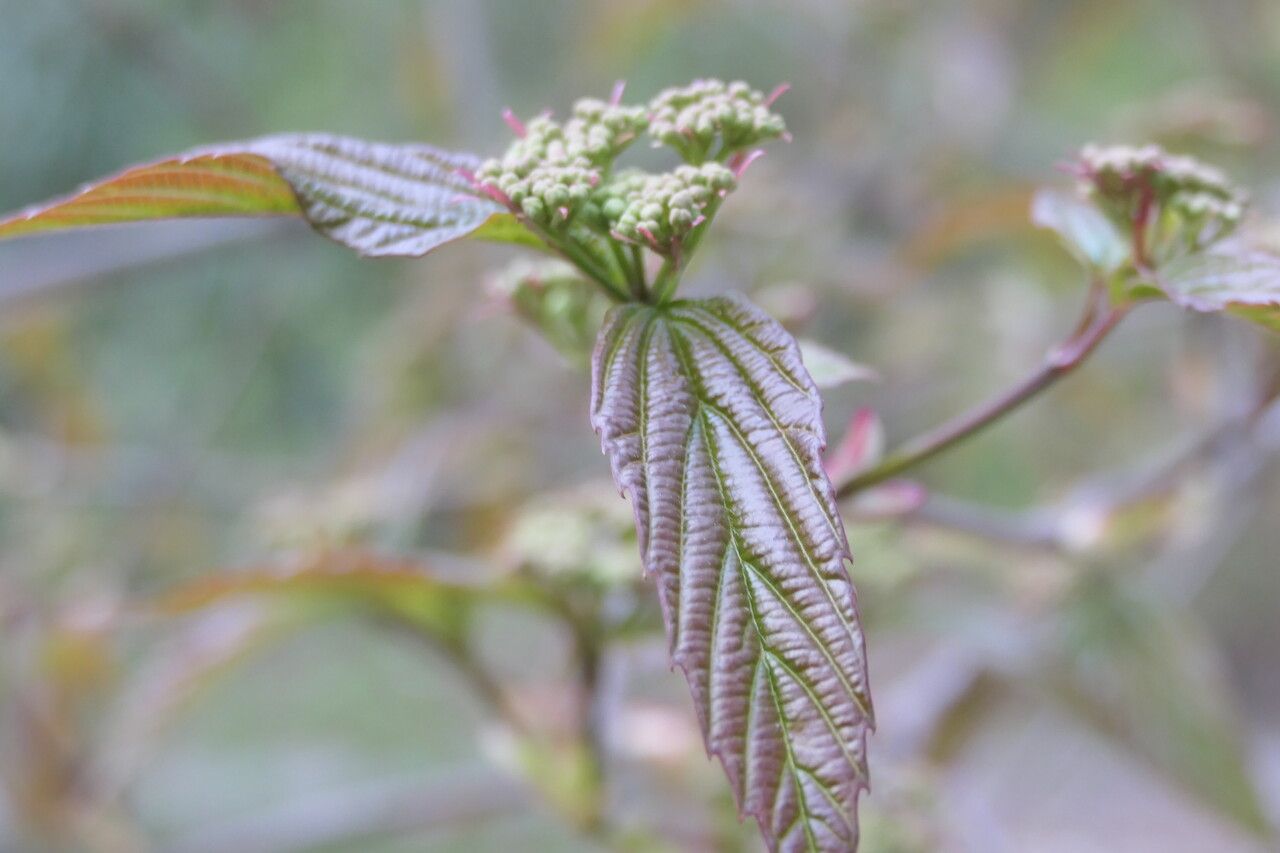 Viburnum setigerum flower