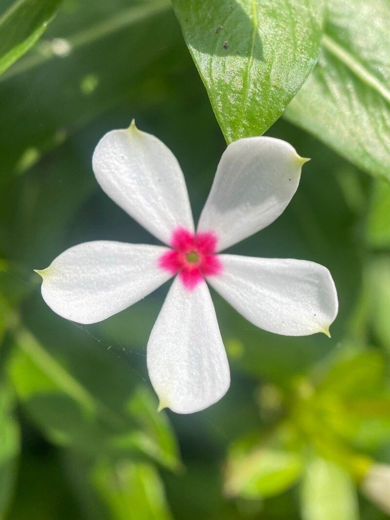 Kopsia fruticosa flower