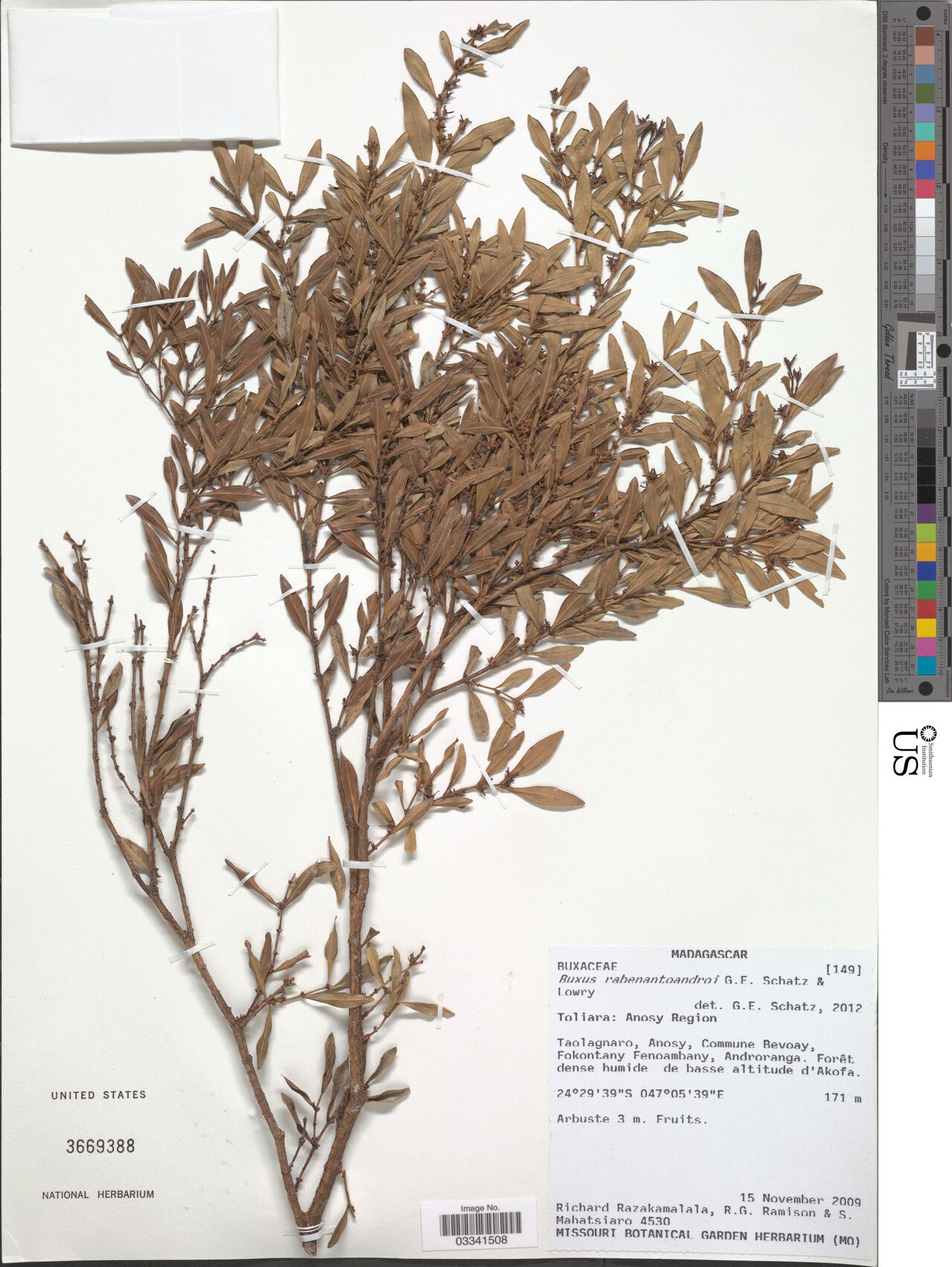 Buxus rabenantoandroi — houseplant care guide