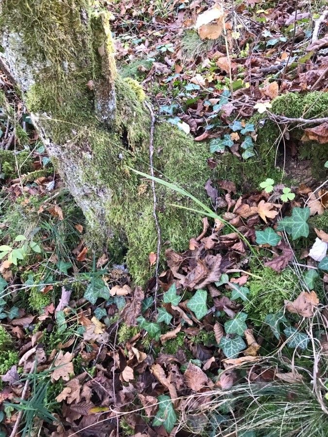 Festuca heterophylla fruit