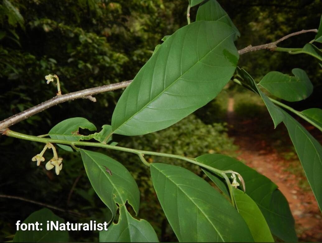 Annona edulis — search result for 'Annona'