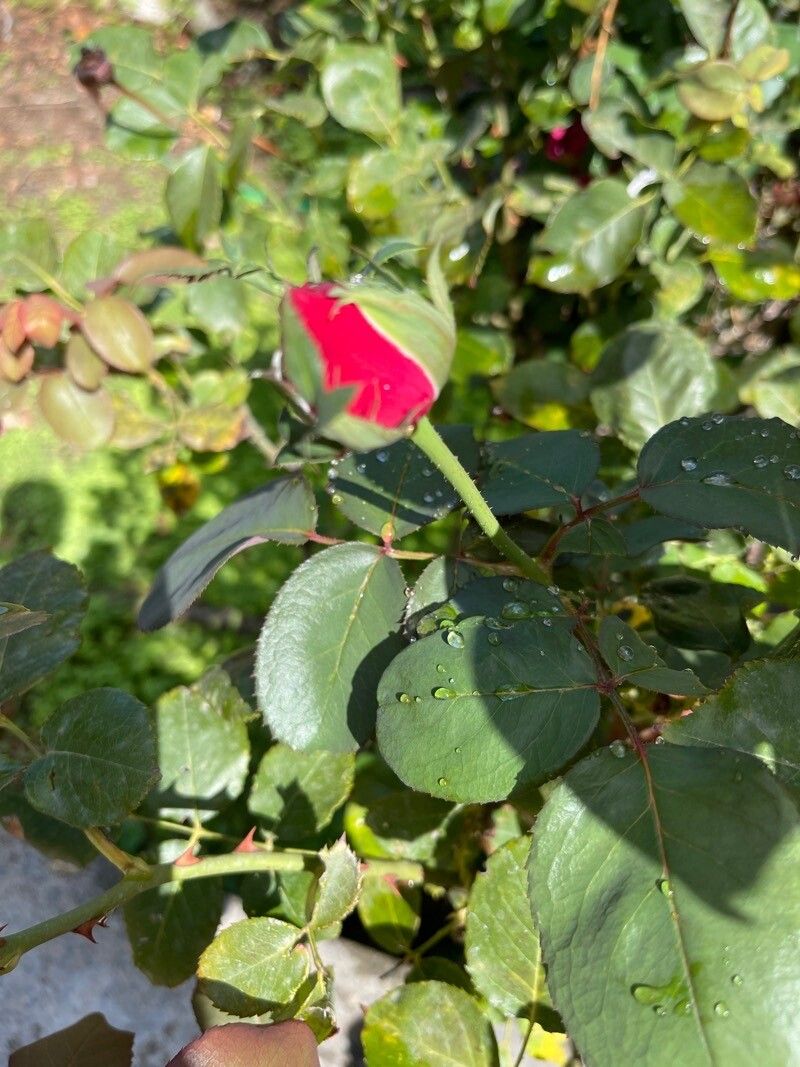 Rosa x gaillardii — houseplant care guide