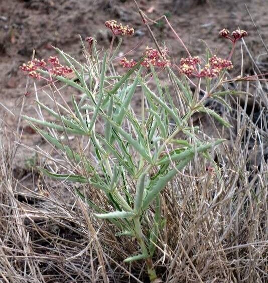 Cyphostemma schlechteri — search result for 'Cyphostemma'