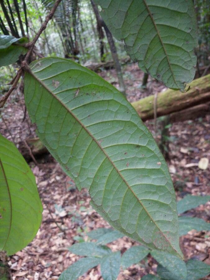 Hirtella silicea — houseplant care guide