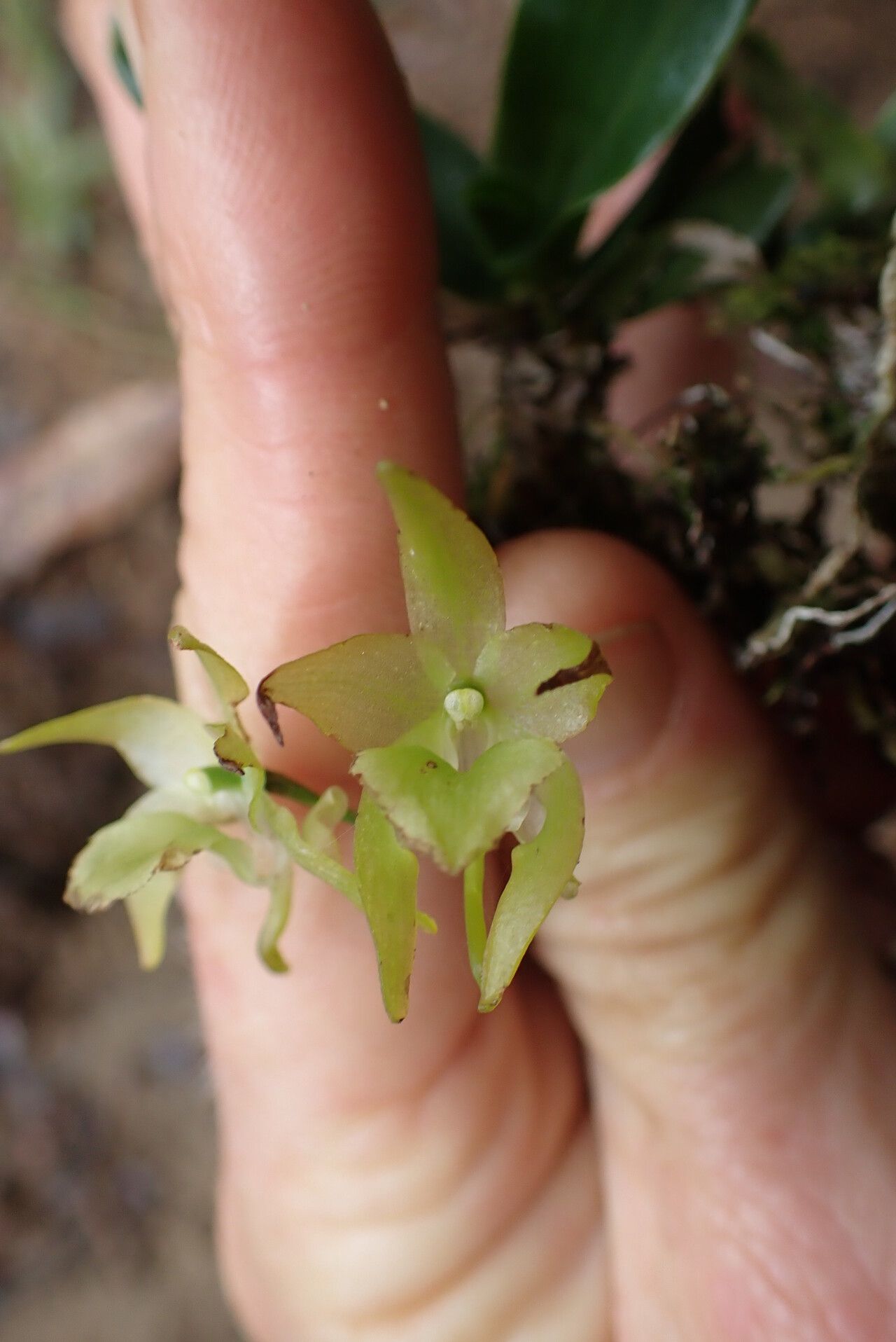Aeranthes tenella flower
