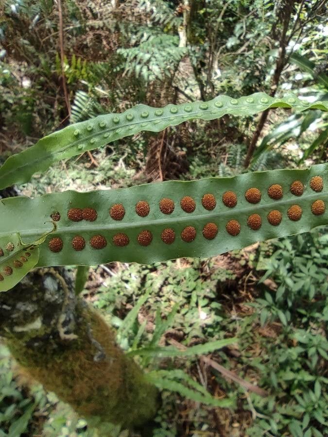 Lepisorus excavatus flower