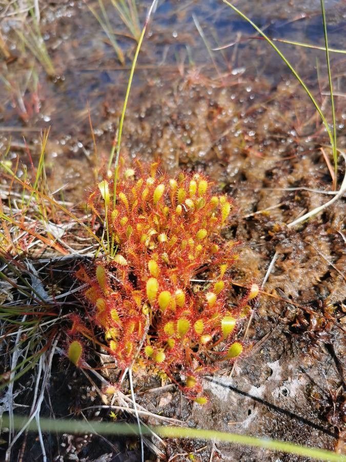 Drosera longifolia flower