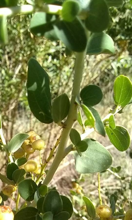 Ceanothus leucodermis — search result for 'Ceanothus'