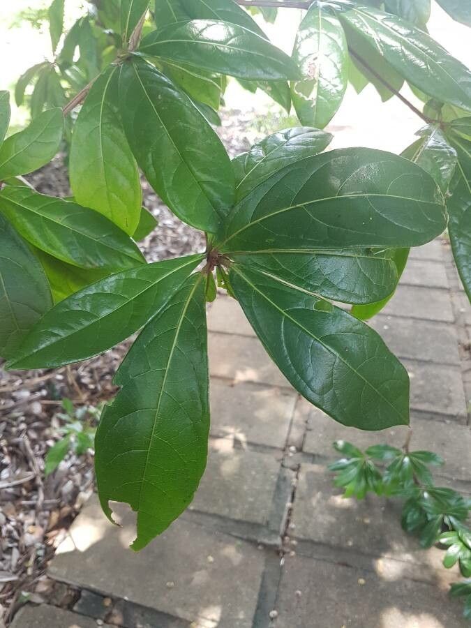 Terminalia lucida — search result for 'Terminalia'
